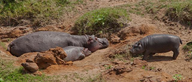 033 Kenia, Masai Mara, nijlpaarden.jpg